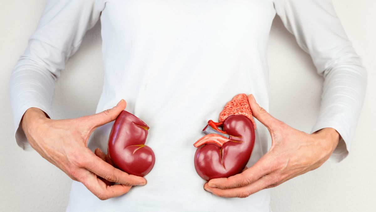 Kidney