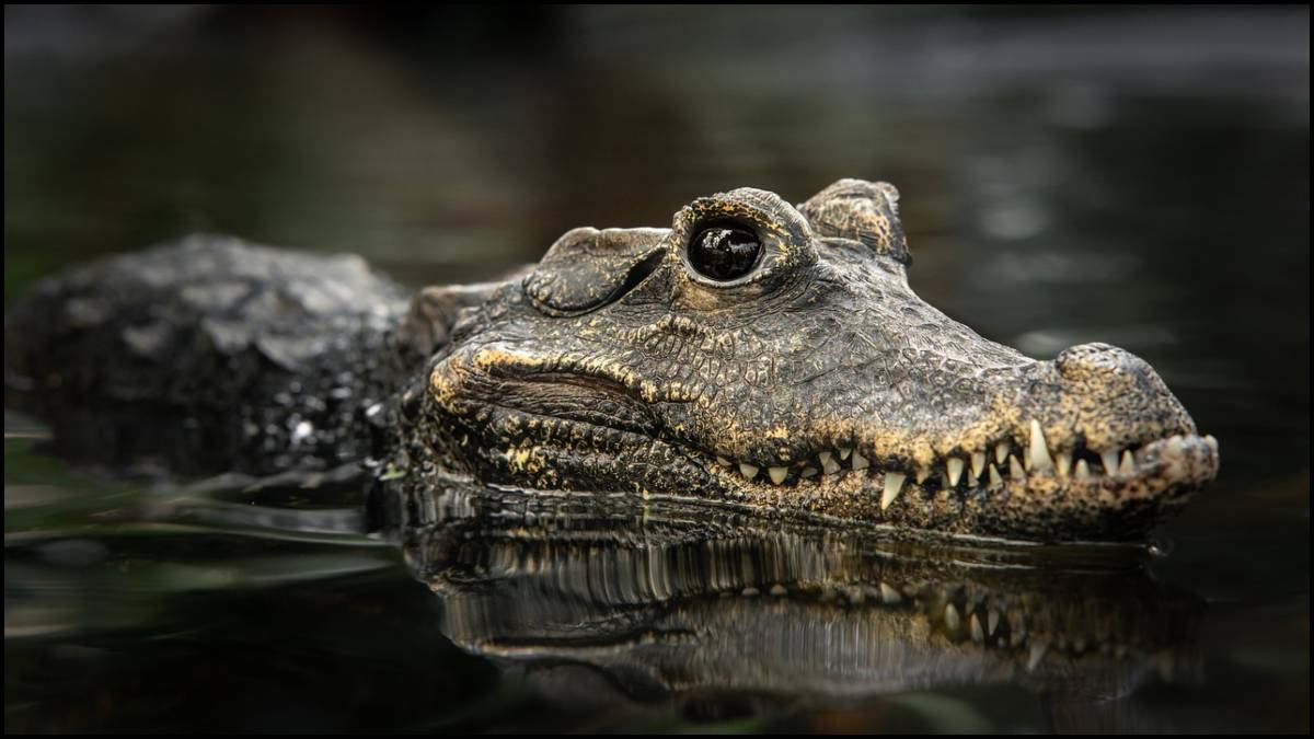 Alligator