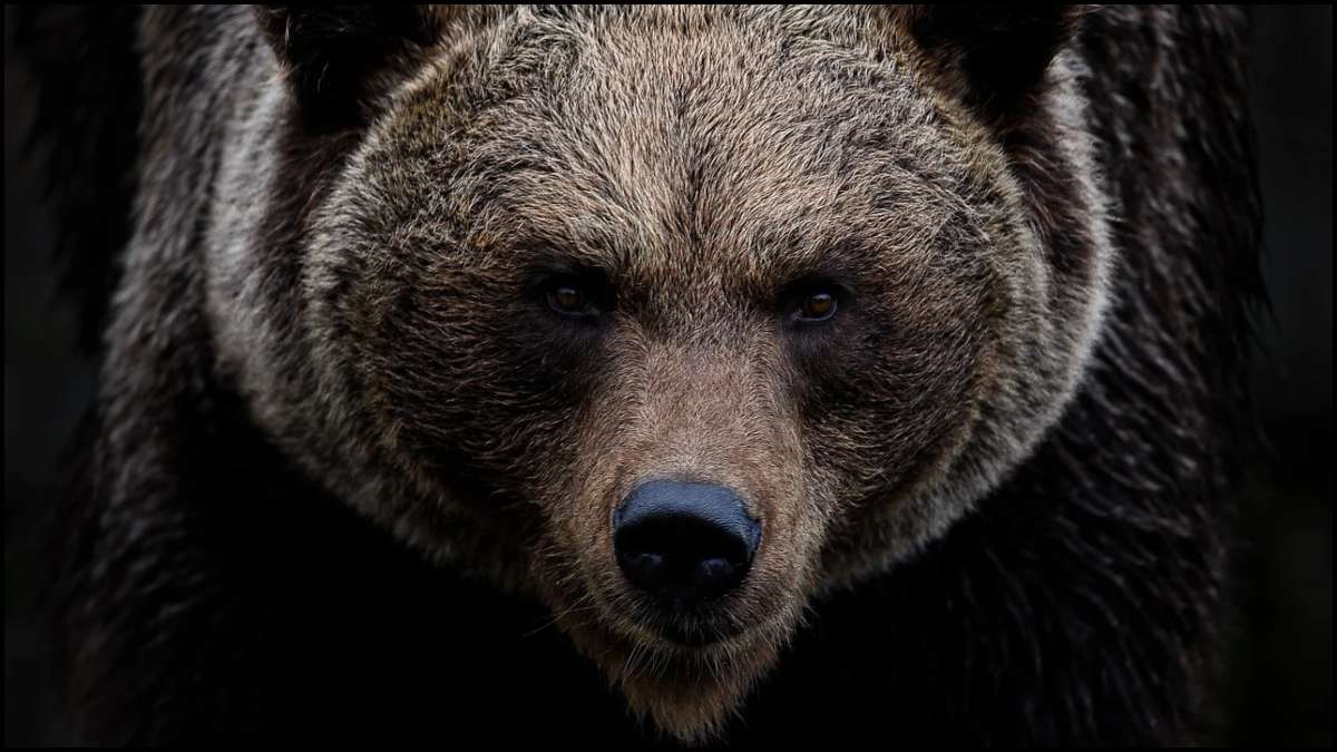 Bear