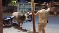 Bull Fight Viral Video