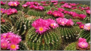 Cactus-Vastu-Tips