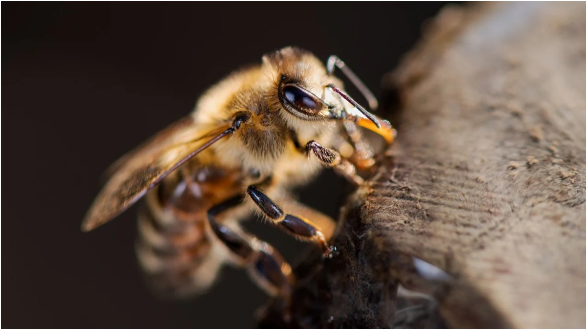 Honey Bee