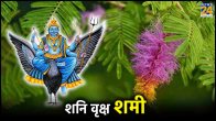 Shami-Plant-Tips