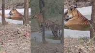Sundari Tigress Swimming Pool Bathing Video