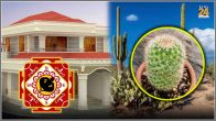 cactus-plant-vastu