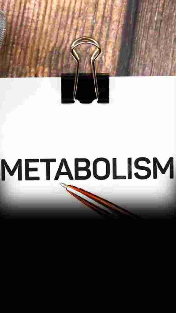 metabolism