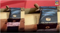 Cobra Snake in Amazon Order Box