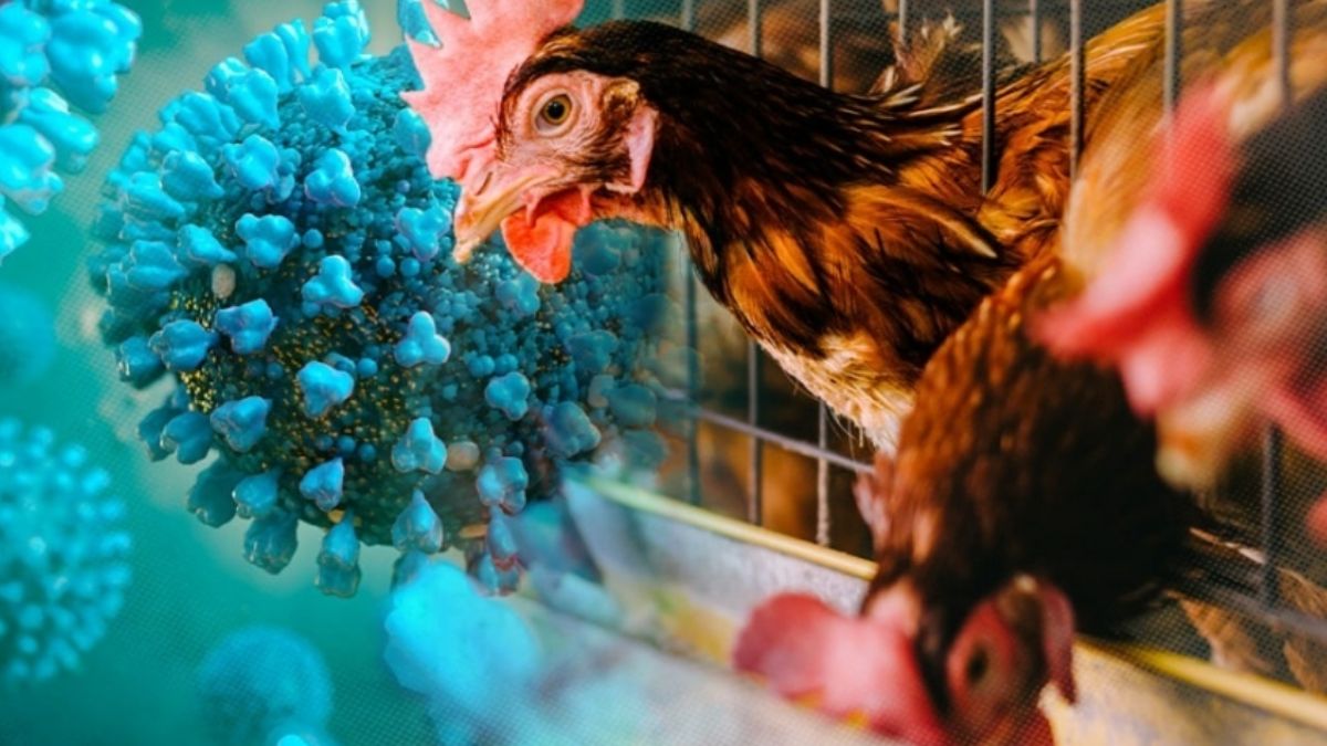 Bird Flu