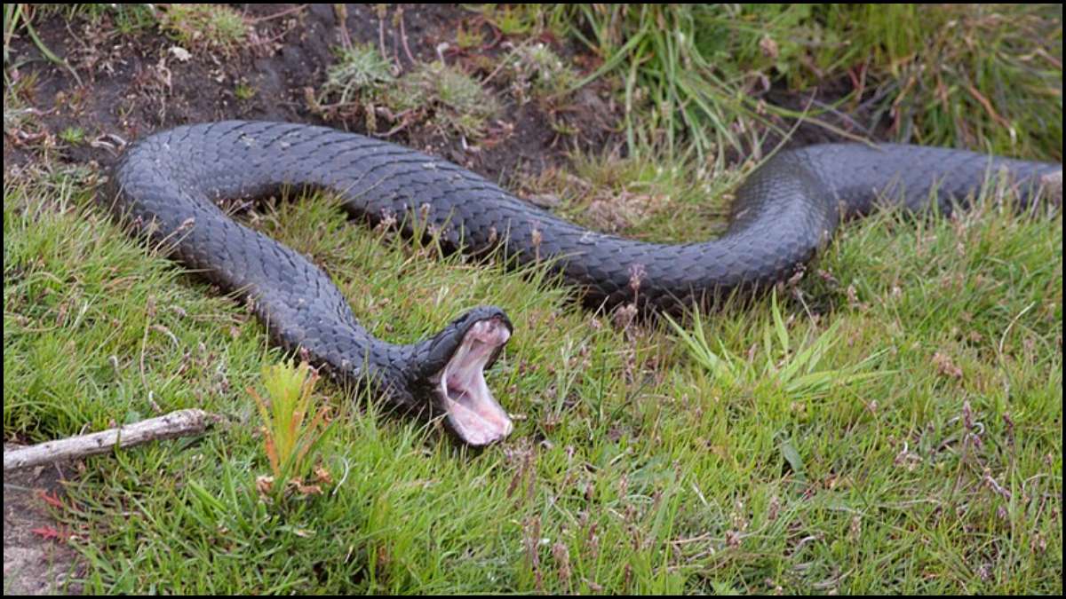 Asian Tiger Snake