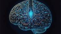 Brain Circuits
