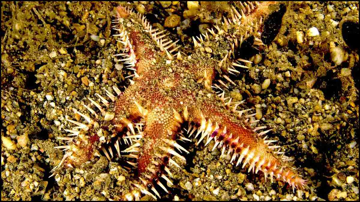 Comb Star