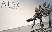 Dinosaur Auction in America
