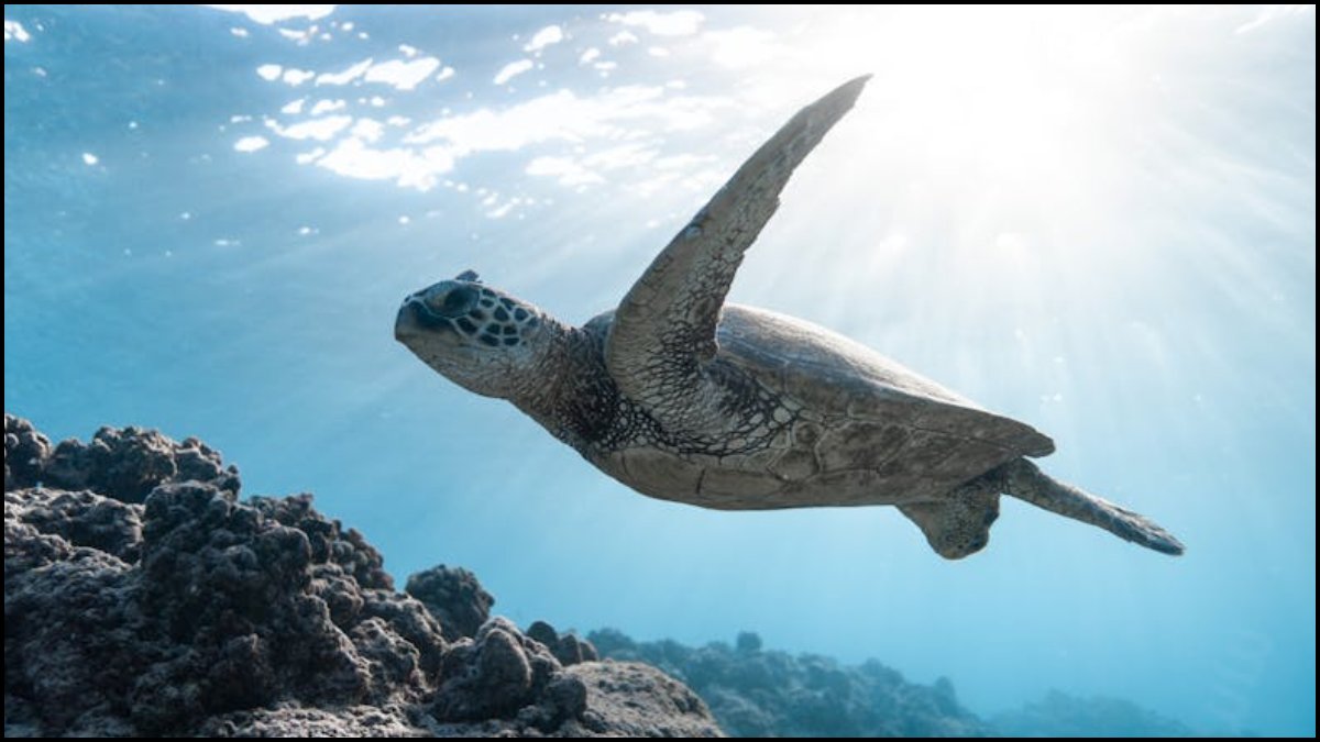 Hawksbill Sea Turtle