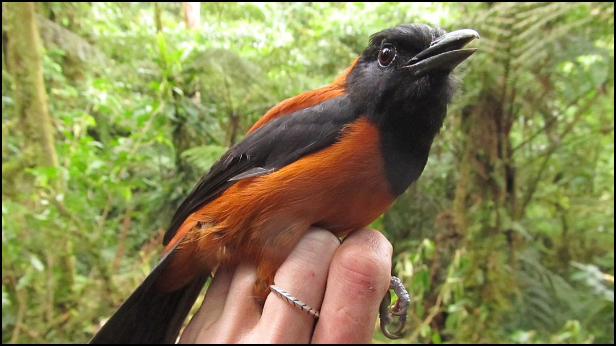 Hooded Pitohui