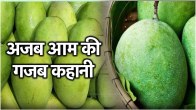 Langra Aam