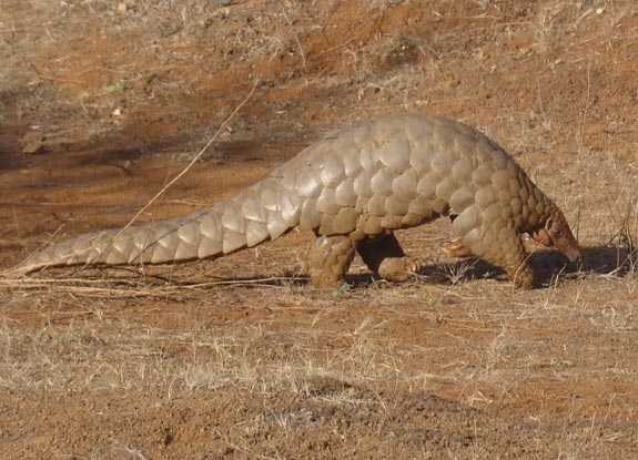 Pangolin