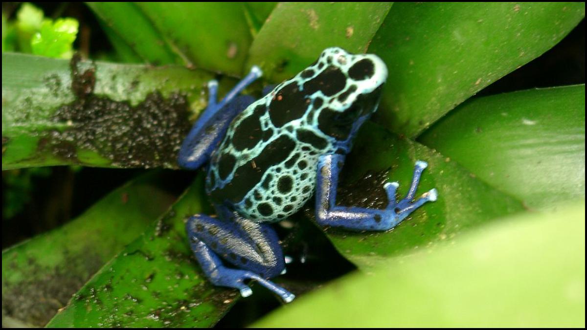 Poison Dart Frog