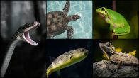Poisonous Animals Around the World