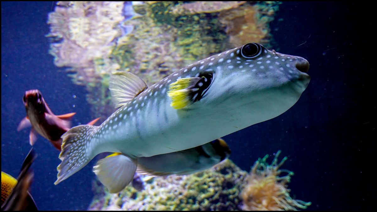 Pufferfish