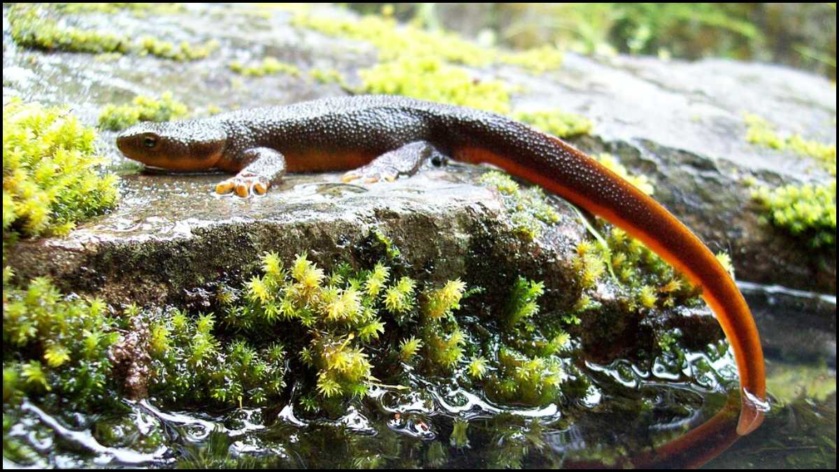 Rough-skinned Newt