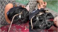 Snake Viral Video
