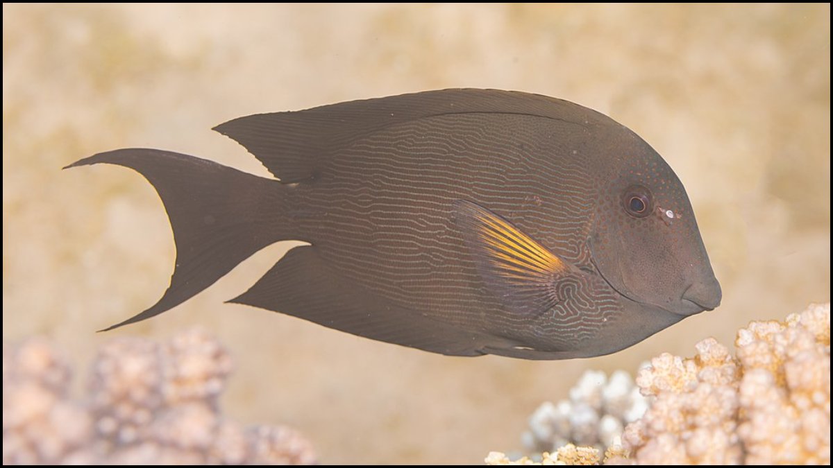 Striated Surgeonfish
