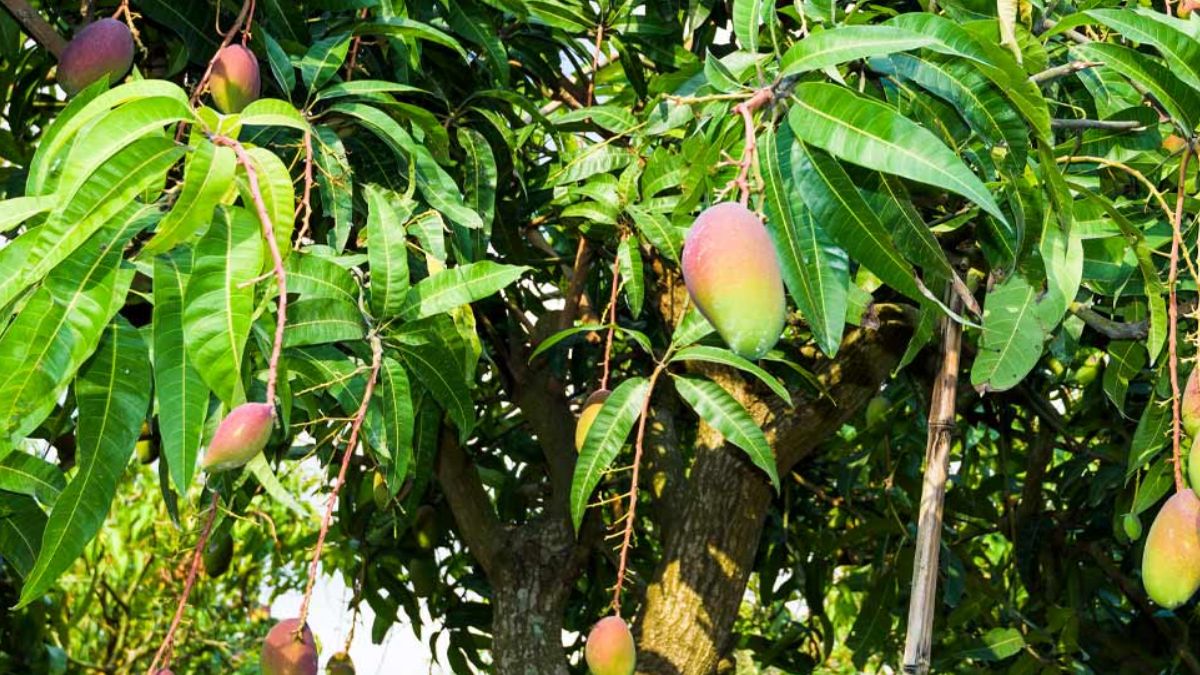 Alphonso Mango