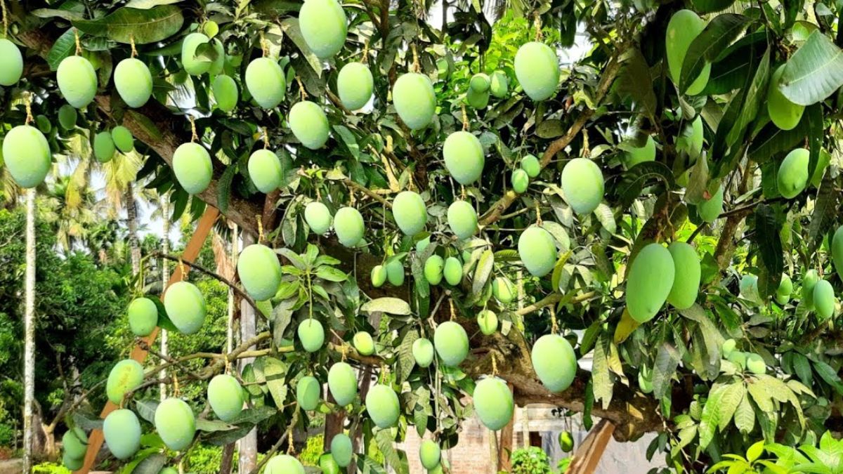 Langda Aam