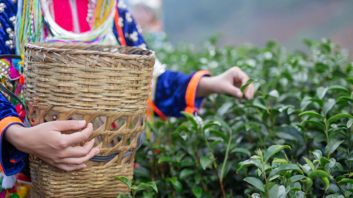 Tea Production