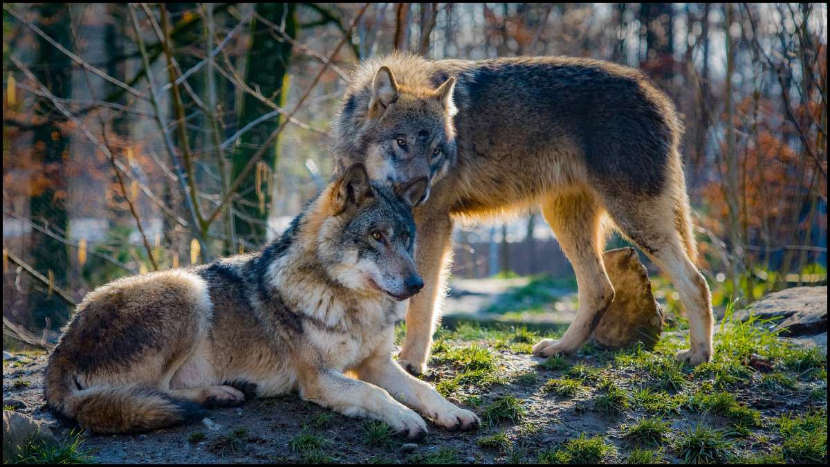 2 Wolves