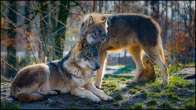 2 Wolves