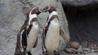 Gay Animals