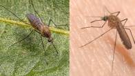 mosquitoes
