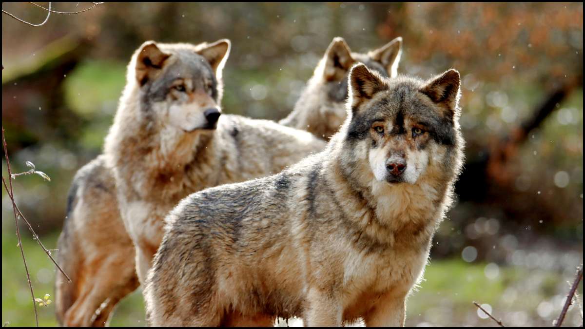 Wolves Pack