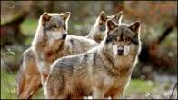 Wolves Pack