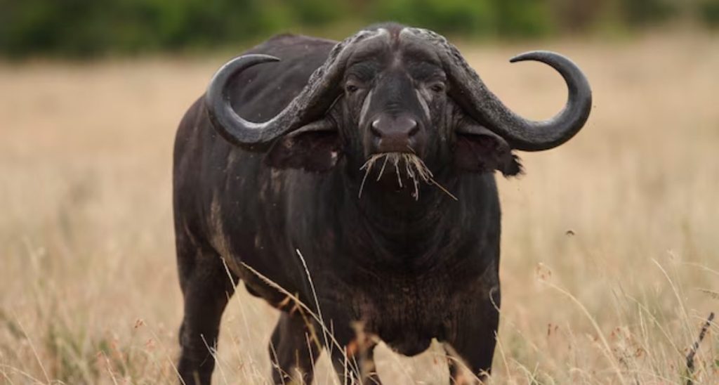 buffalo milk facts