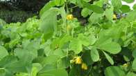 benefits of chakoda