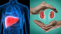 kidney liver health