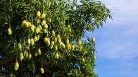 mango cultivation in Porbandar