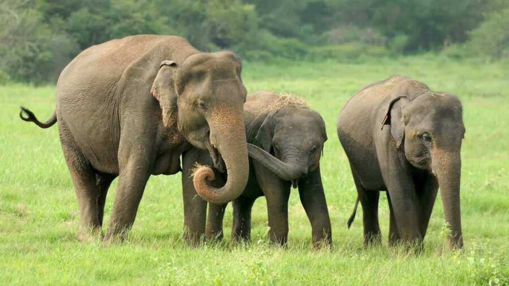 sri lanka