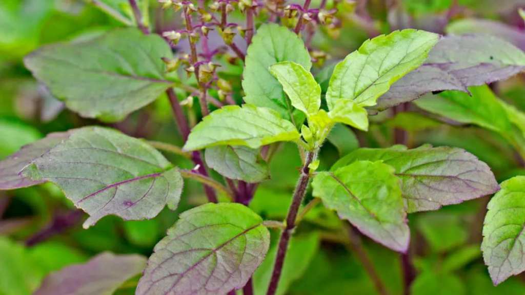 tulsi leaves