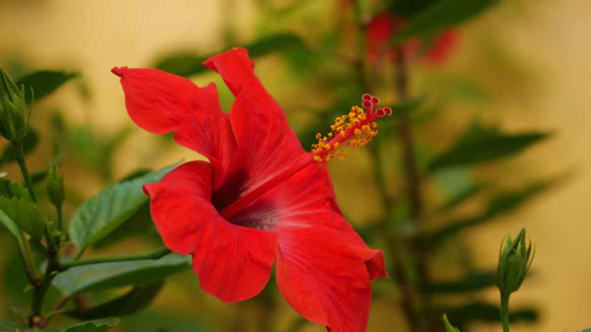 hibiscus fool