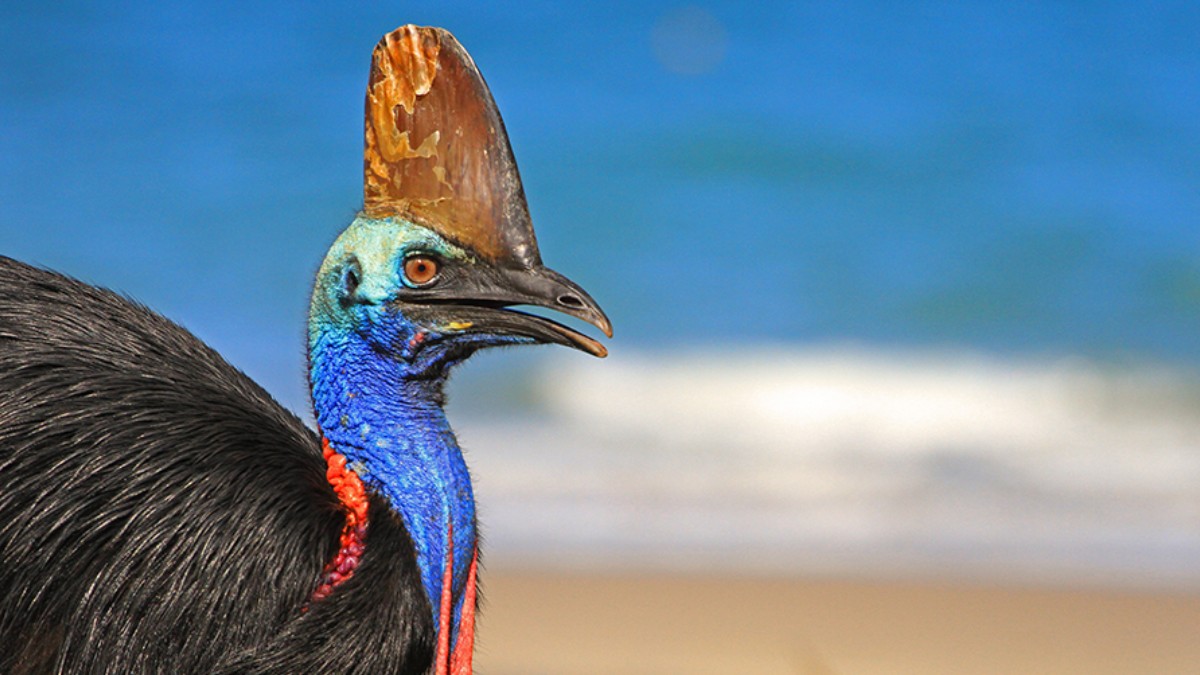 Cassowary 