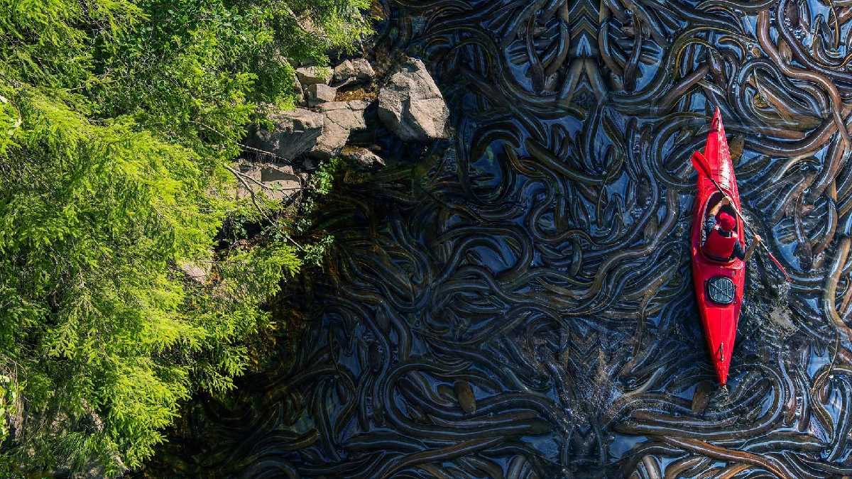 Snake Island 
