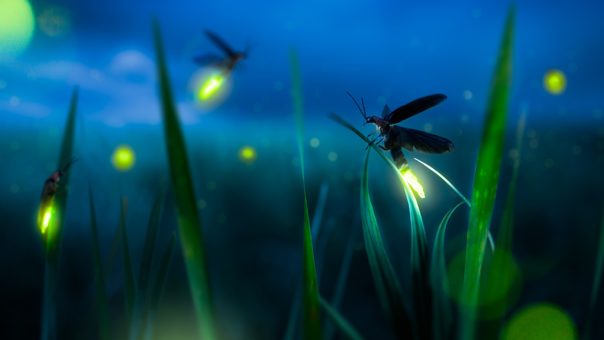 firefly 