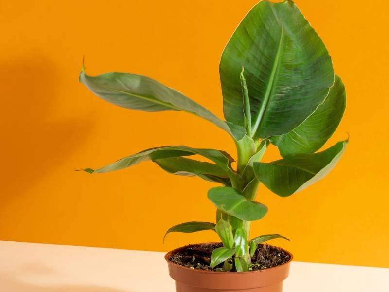 Banana-plant