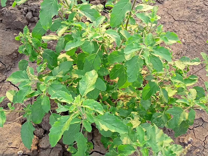 Tulsi-plant