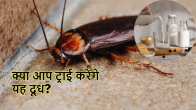 cockroach milk benefits