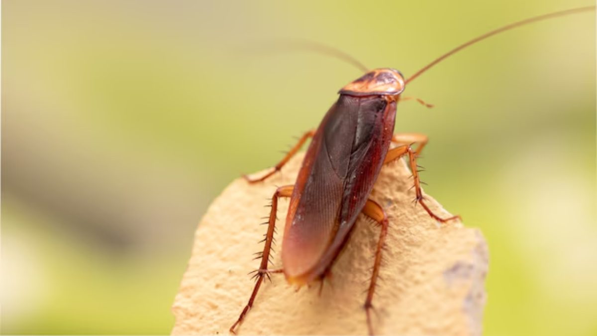cockroach milk benefits