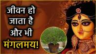 remedies-related-to-tulsi-in-navratri-2025